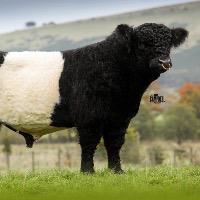 Group Profile Picture